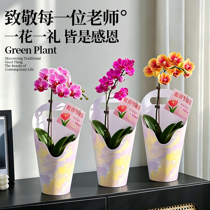 蝴蝶兰鲜花盆栽小手提礼盒办公室桌面盆景绿植花卉教师节礼物花束