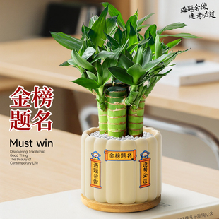 文昌竹4支植物金榜题名室内盆栽高考励志小物件书桌面绿植好养活