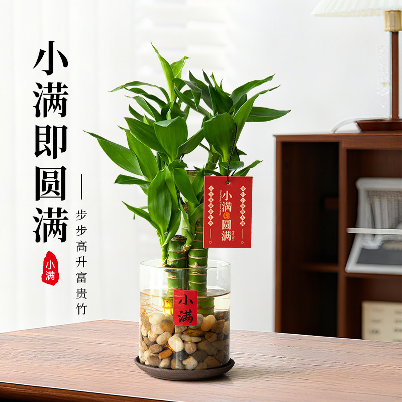 富贵竹盆栽水培植物好养文昌竹