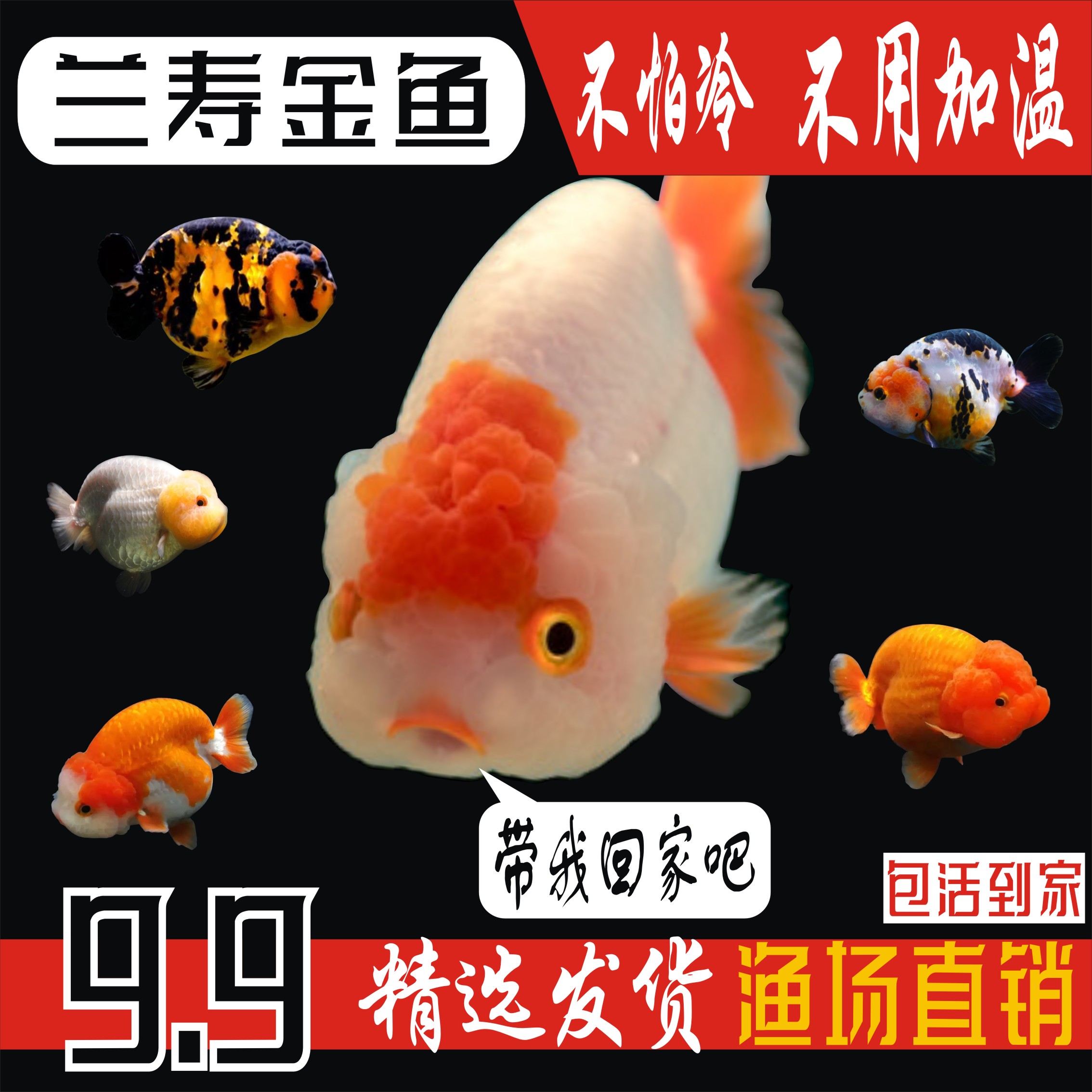 精品兰寿金鱼 淡水观赏鱼 纯种泰狮国粹金鱼活鱼好养锦鲤鱼冷水鱼