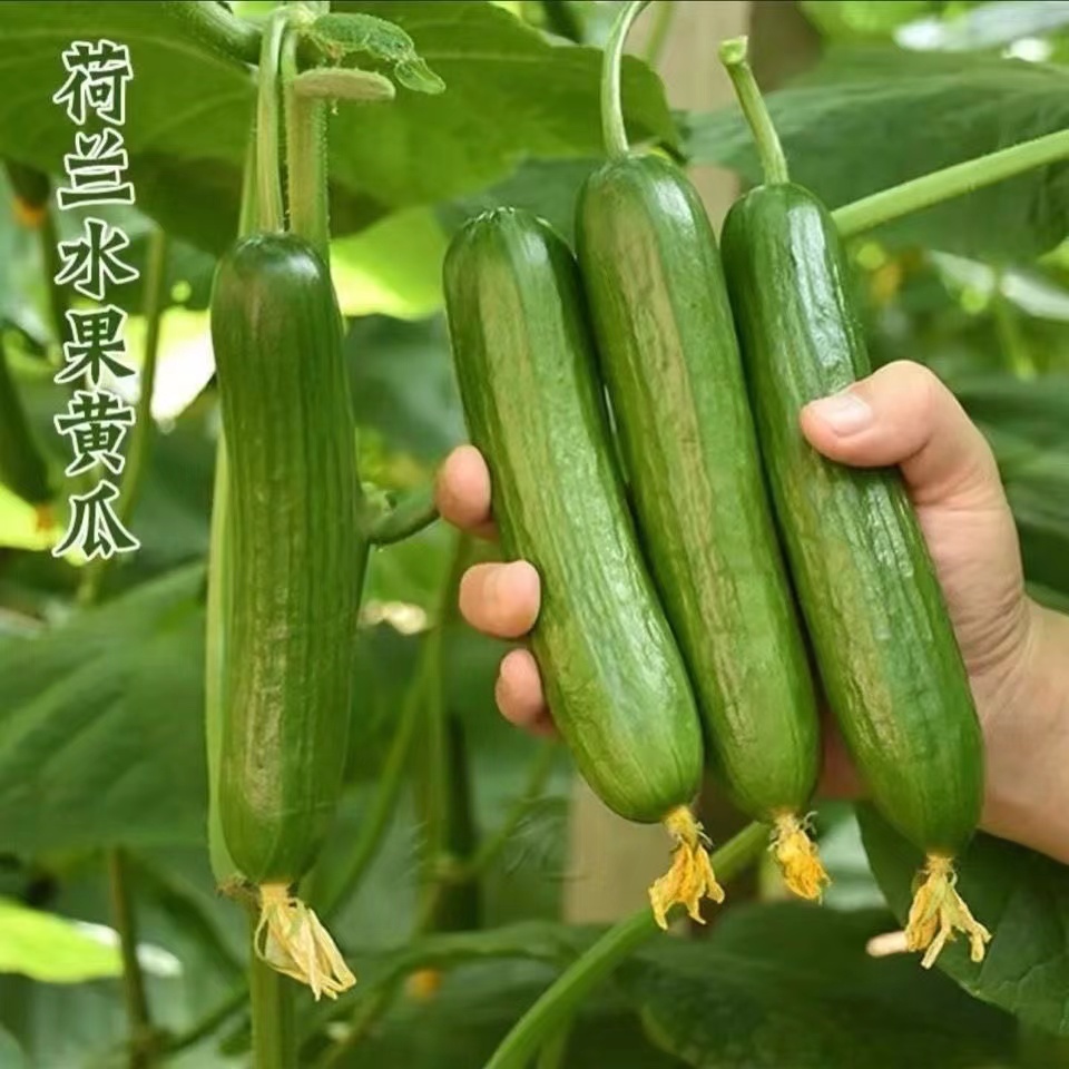 水果黄瓜种子四季种植高产