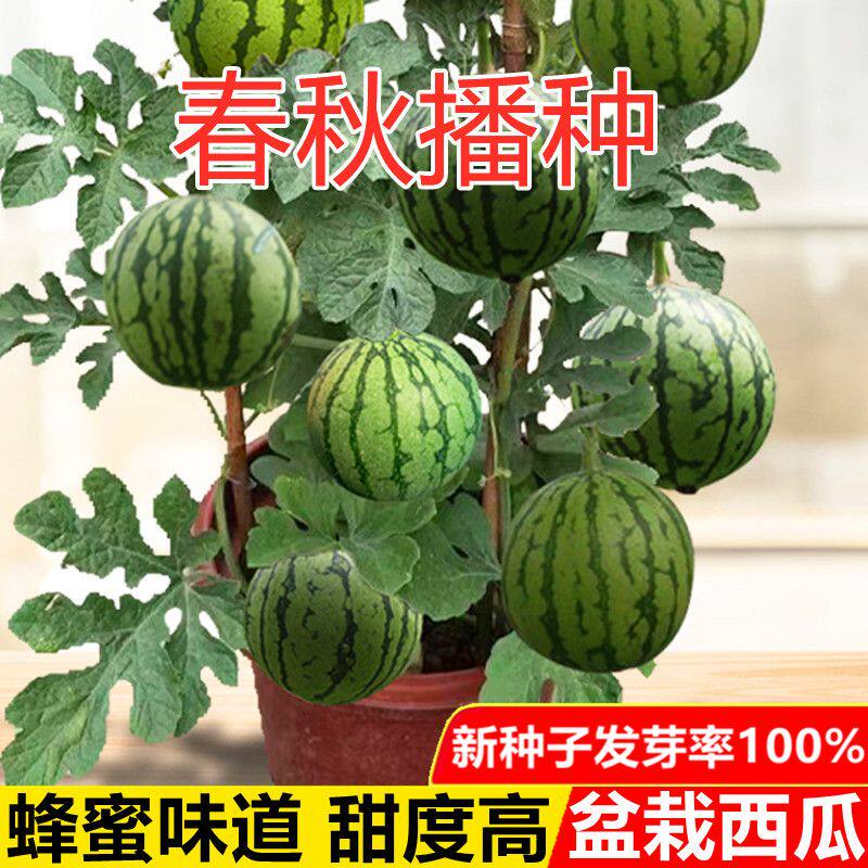 盆栽蜂蜜小西瓜种子春秋种植