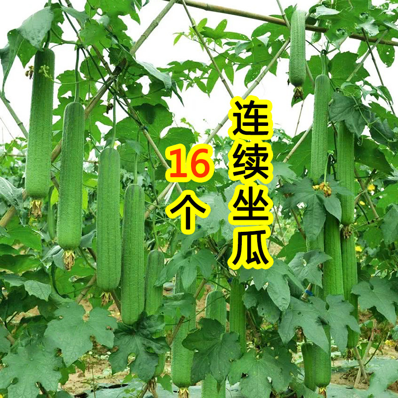 肉丝瓜种子种籽秧苗孑子菜苗幼苗蔬菜白四季苗秧盆栽带土老品种香