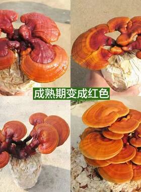 喷水就出菇不挑土壤送种植技术