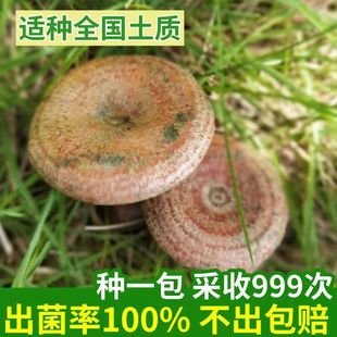 野生乌枞菌黄枞菌室外种植花盆阳台四季可种