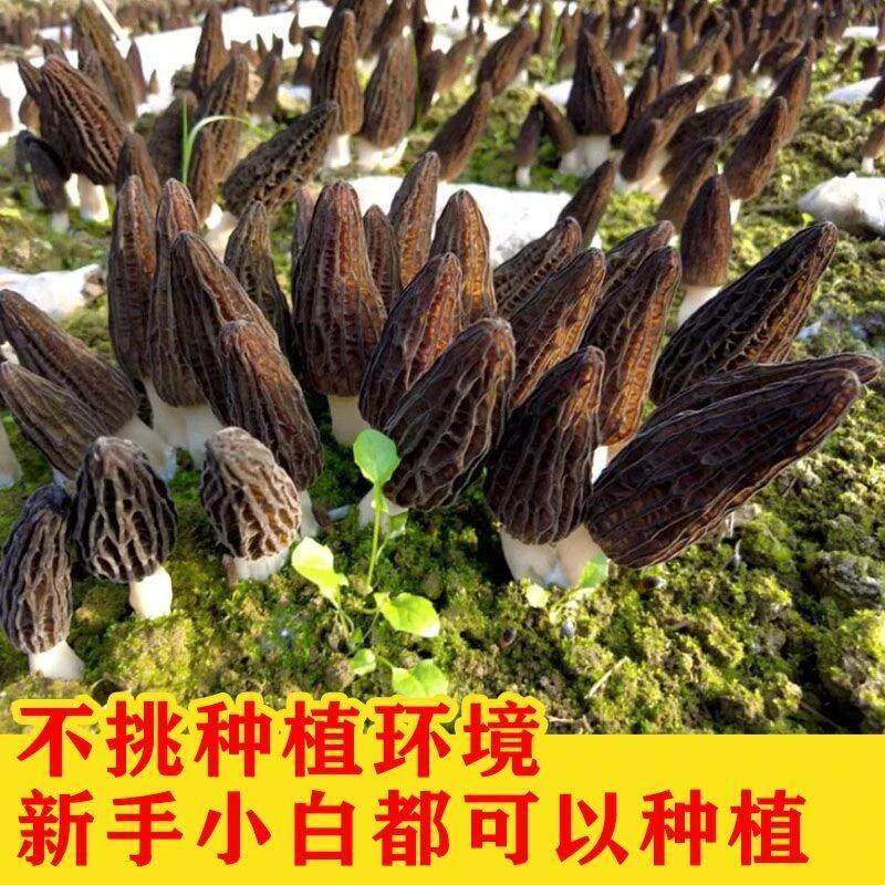 喷水就活，送种植技术