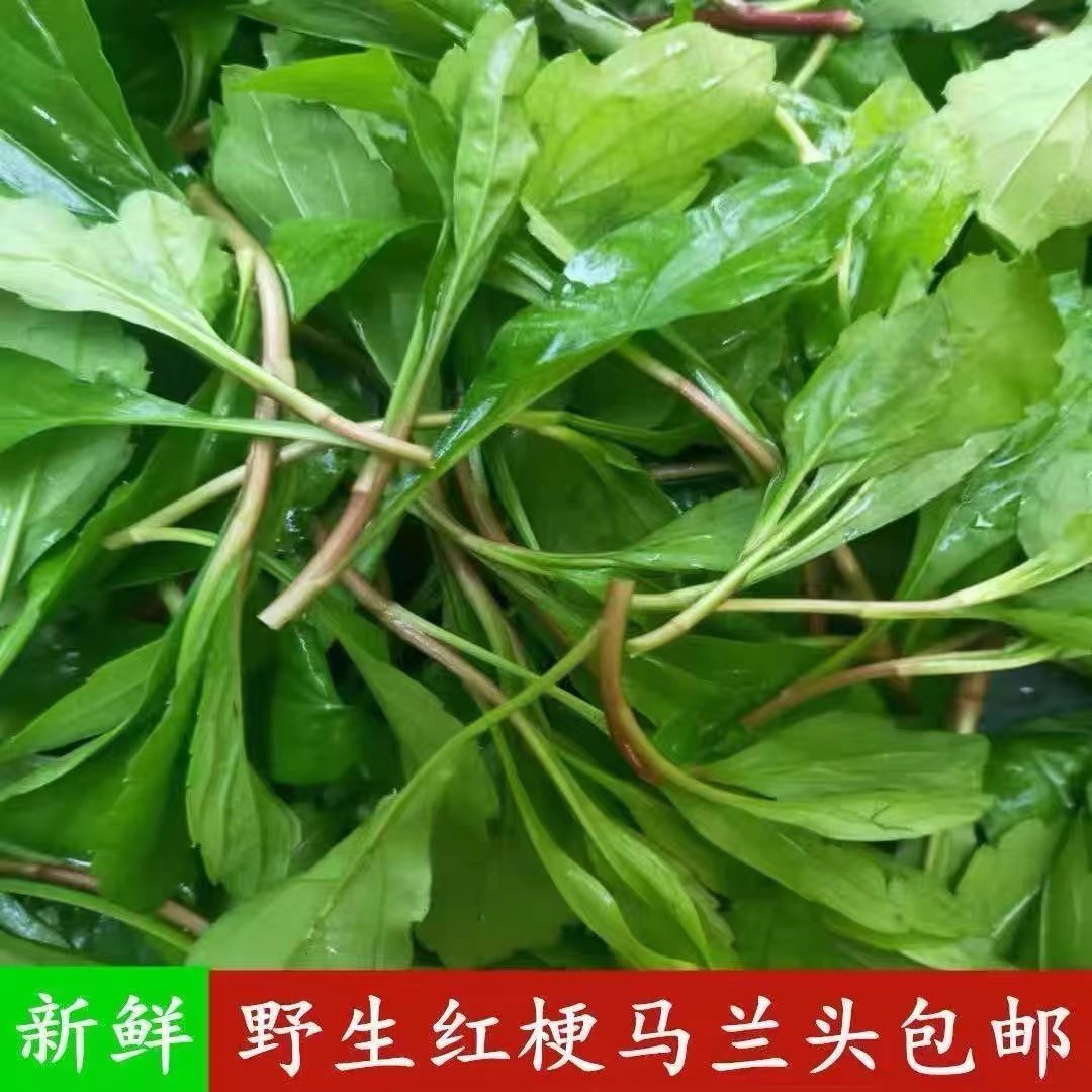 马兰头种子四季种植高产马兰头