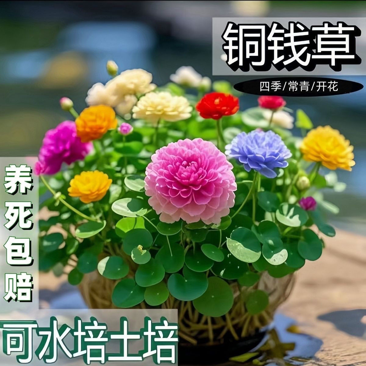开花铜钱草，18个颜色