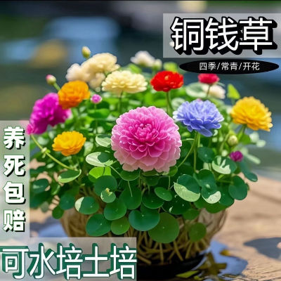 开花铜钱草，18个颜色