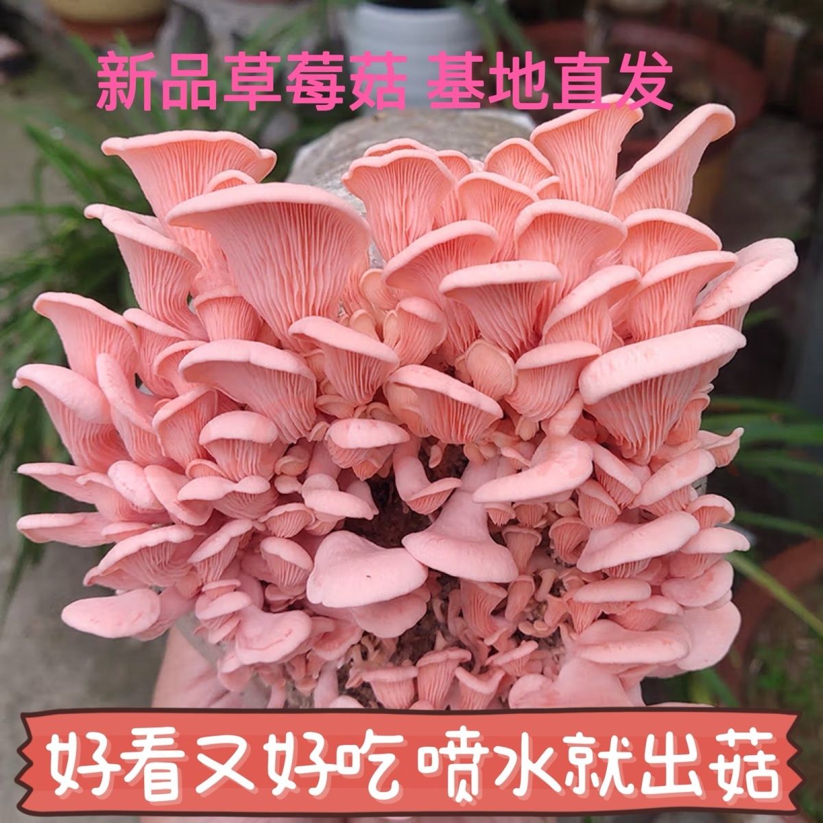 喷水就活,反复出菌,送种植说明