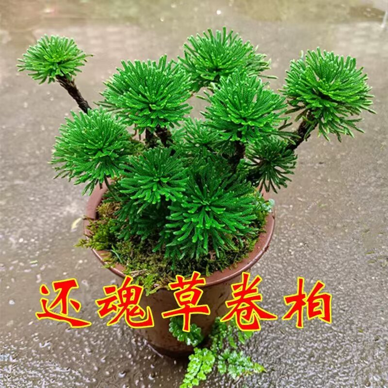 九死还魂草不死草中药材还阳草卷柏密罗木盆栽凤凰草遇水就活