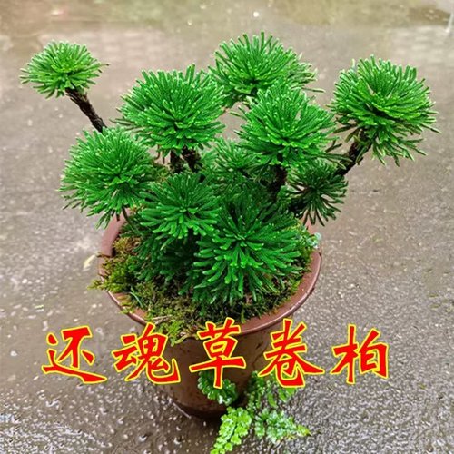 九死还魂草不死草中药材还阳草卷柏密罗木盆栽凤凰草遇水就活