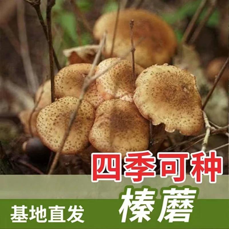 新品热销!【榛蘑种子】农友推荐正宗食用菌室内外种植