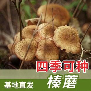 新品热销!【榛蘑种子】农友推荐正宗食用菌室内外种植