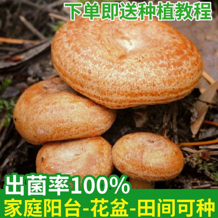 反复出菌,喷水就活,四季种子。