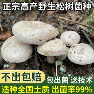 野生优质乌枞枞菌菌种菌种居家培植枞树黄碟家种松树菌新鲜红蘑菇