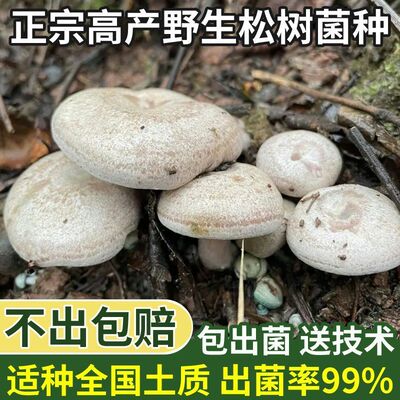 反复出菌，喷水就活，四季种子。