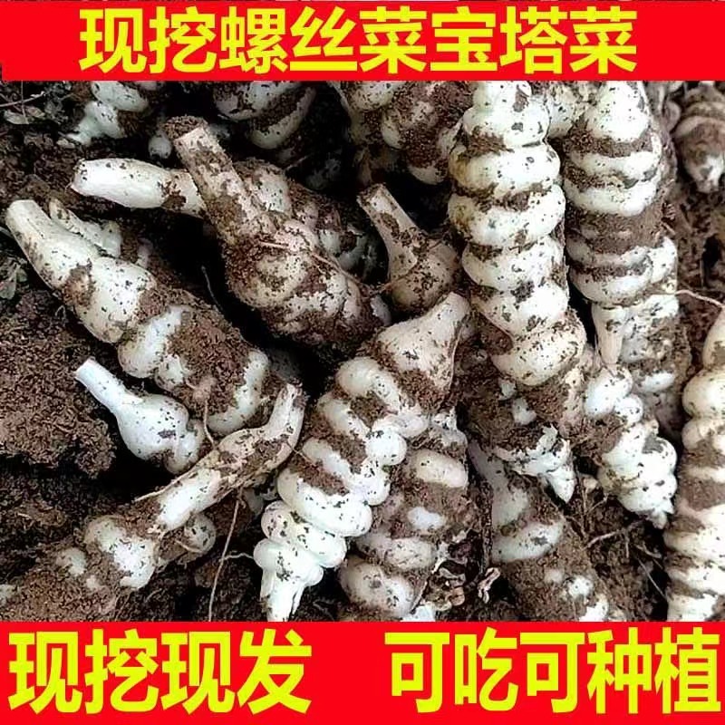新鲜现挖农家地环菜宝塔菜螺丝菜地牯牛蔬菜地葫芦种甘露子地梨儿
