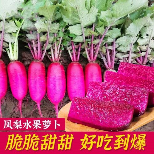 凤梨萝卜种子生吃高产