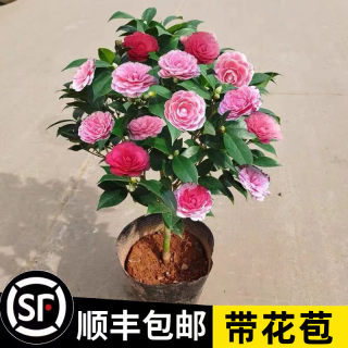 香妃山茶花盆栽带花苞五色赤丹花卉植物室内好养茶花树苗四季开花