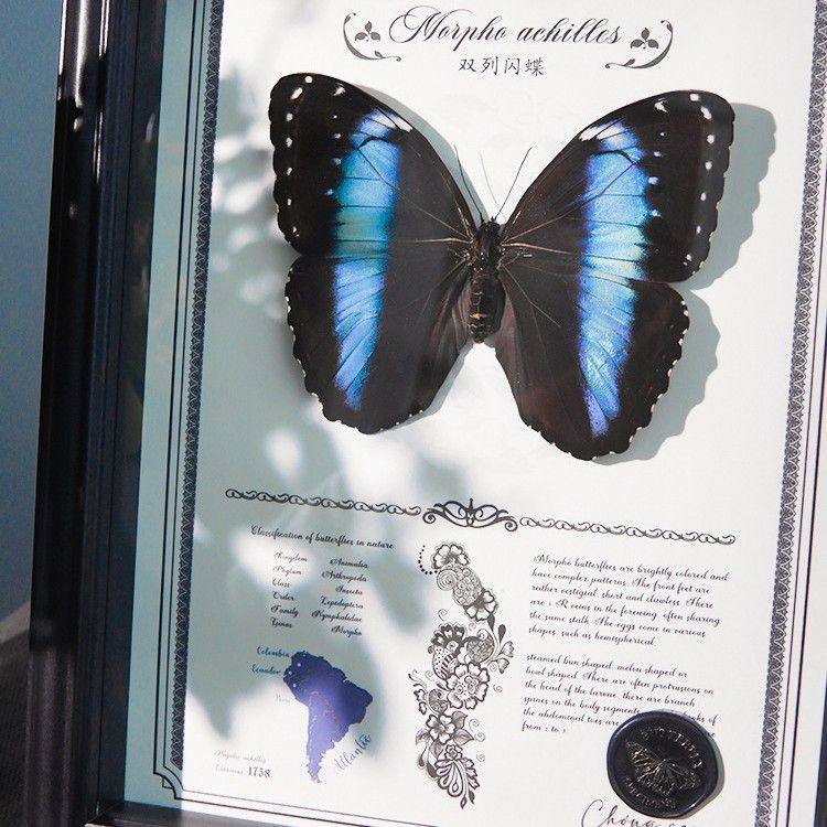 双列蓝闪蝶蝴标本相框成品展翅展示框昆虫名贵罕见蓝色生日礼物,家居饰品,标本类装饰画,淘宝优惠券,粉丝福利购,淘宝优惠卷