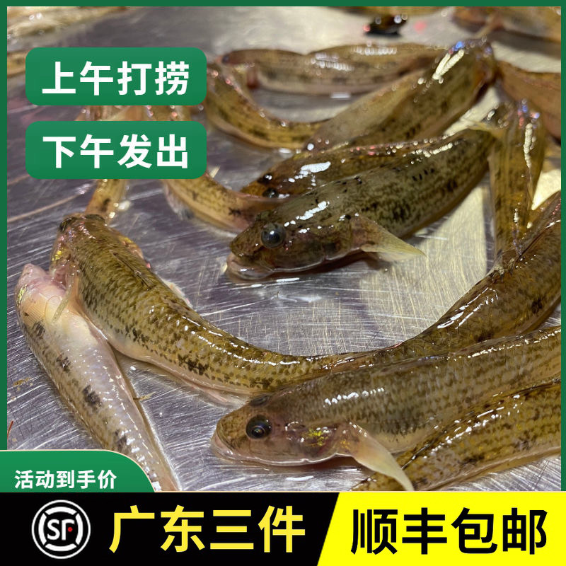 海鱼河鱼笋壳鱼潮汕狗母九母鱼鲜活新鲜沙塘鳢孕妇术后营养煲汤鱼,水产肉类/新鲜蔬果/熟食,淡水鱼类,淘宝优惠券,粉丝福利购,淘宝优惠卷