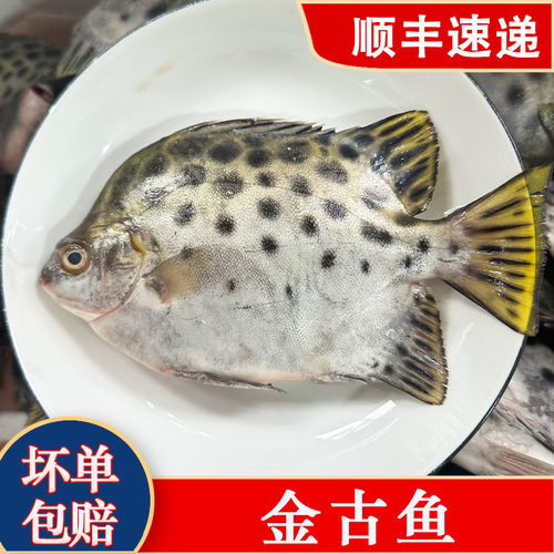海捕金古鱼 金鼓鱼鲜活海鲜水产海捕海鱼