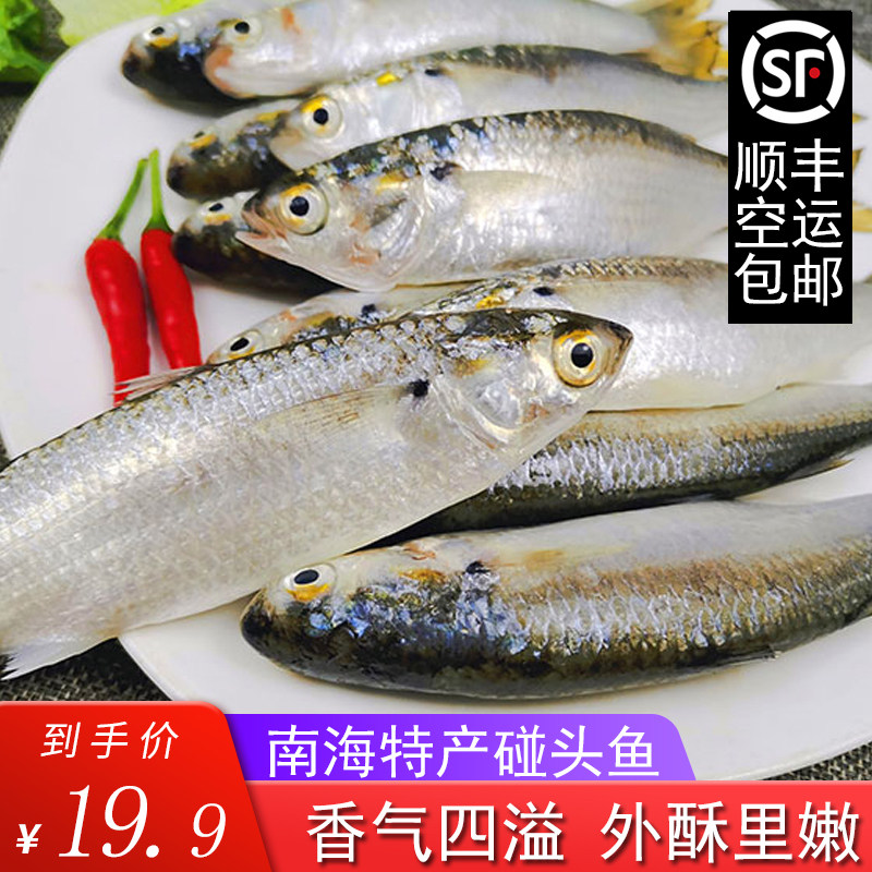 潮汕特产海鲜碰头鱼 虫鱼斋鱼尖头鱼新鲜冷冻鱼海鲜水产海鱼包邮