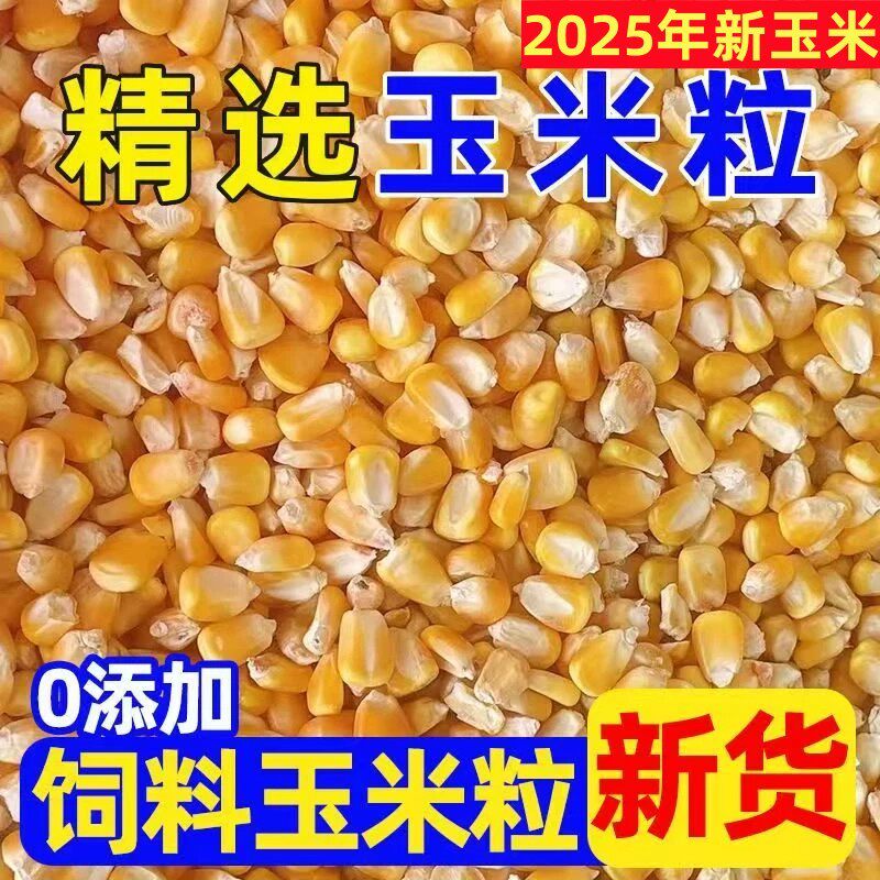 玉米粒农家喂鸡喂鸭动物饲料钓鱼