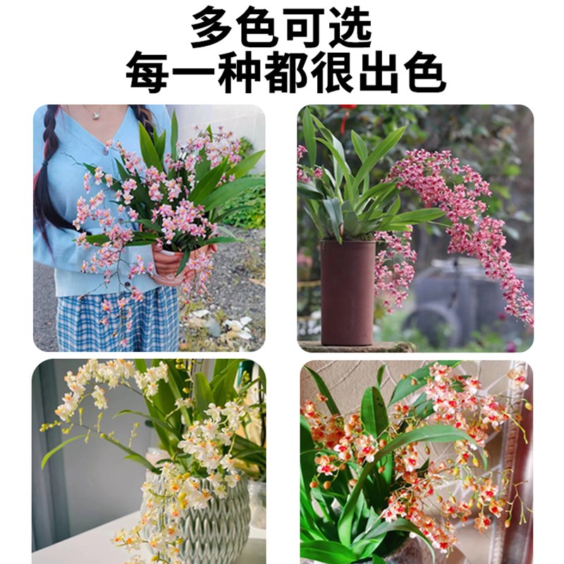 现货速发梦香文心兰盆栽带花苞石斛兰水培植物蝴蝶兰易活四季花卉