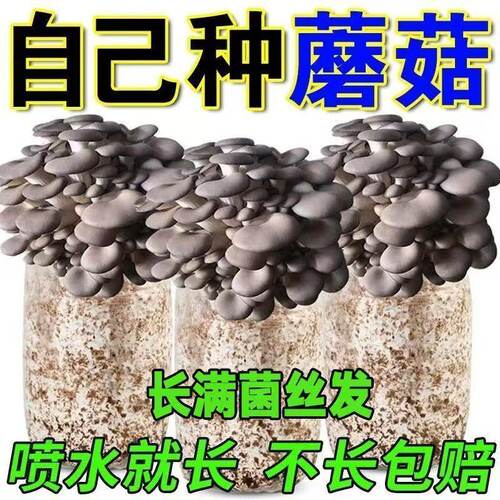 菌菇包家庭室内种植超大包菌棒