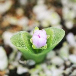 8年CR1340冰风铃优r选番杏肉锥生石花屁股花pp花盆栽植物爱萌多肉