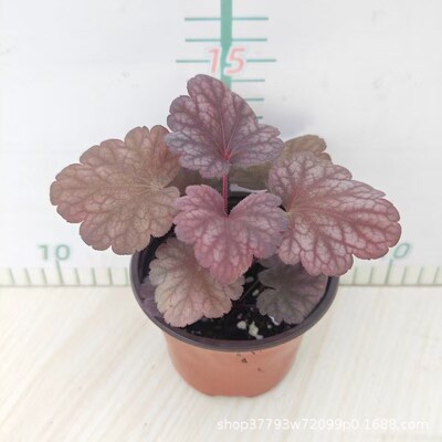 矾根花苗室外h植物盆栽大苗耐寒庭院观叶组合草花小苗地栽绿植花