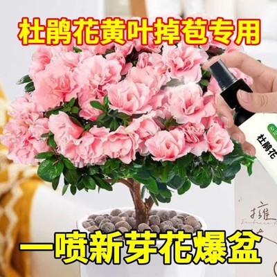 杜鹃专用营养液家用盆栽通用促花催花治黄叶枯叶浓缩有机肥