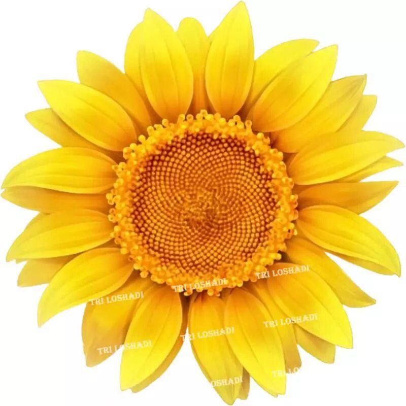 太阳花向日葵贴纸冰箱贴防水马桶贴万能贴纸遮丑门窗客厅自粘墙贴