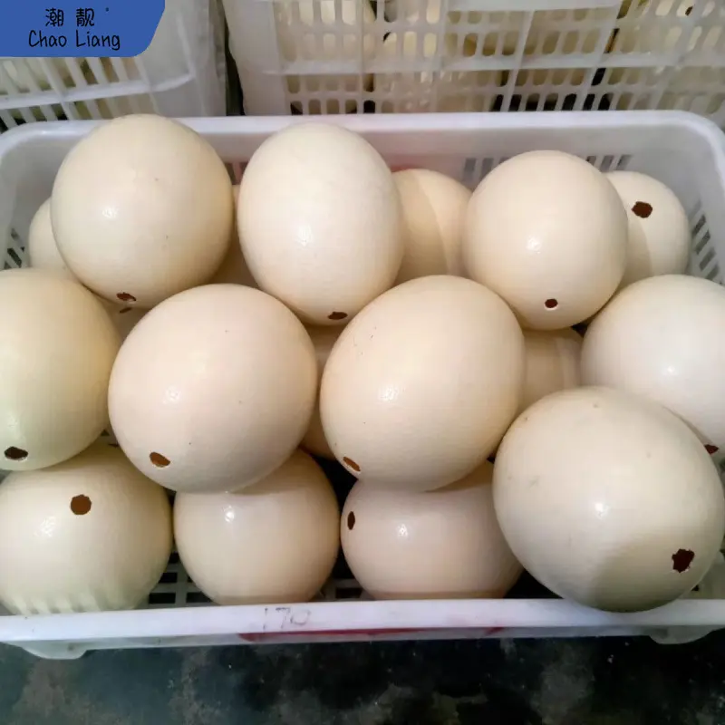天然鸵鸟蛋壳蛋雕工艺品雕刻鸸鹋蛋壳恐龙蛋复活节彩蛋原包邮