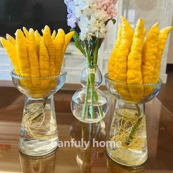 观赏水培器皿花盆陶瓷花瓶佛手插花养花创意器培柑容摆件玻璃水