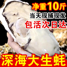 正宗鲜活乳山生蚝牡蛎新鲜包活超大特大肉海蛎子10斤海鲜水产 包邮