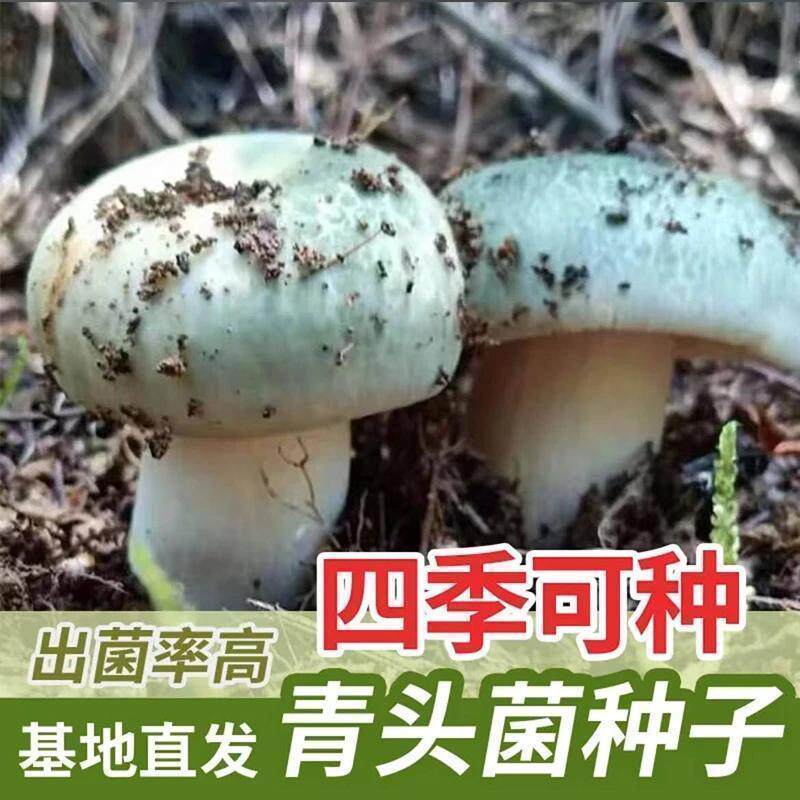 喷水就出菇不挑土壤四季种植