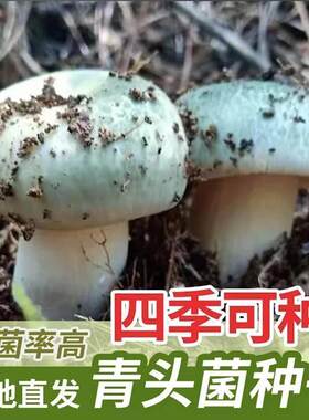 喷水就出菇不挑土壤四季种植