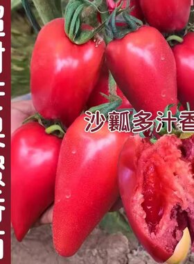 超甜芒果蜜番茄四季种植