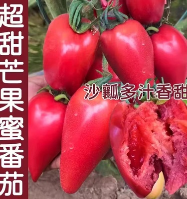 超甜芒果蜜番茄四季种植