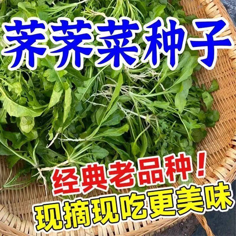 野生荠菜种籽四季老品种大叶荠菜种子小叶阳台盆栽蔬菜种孑籽大全