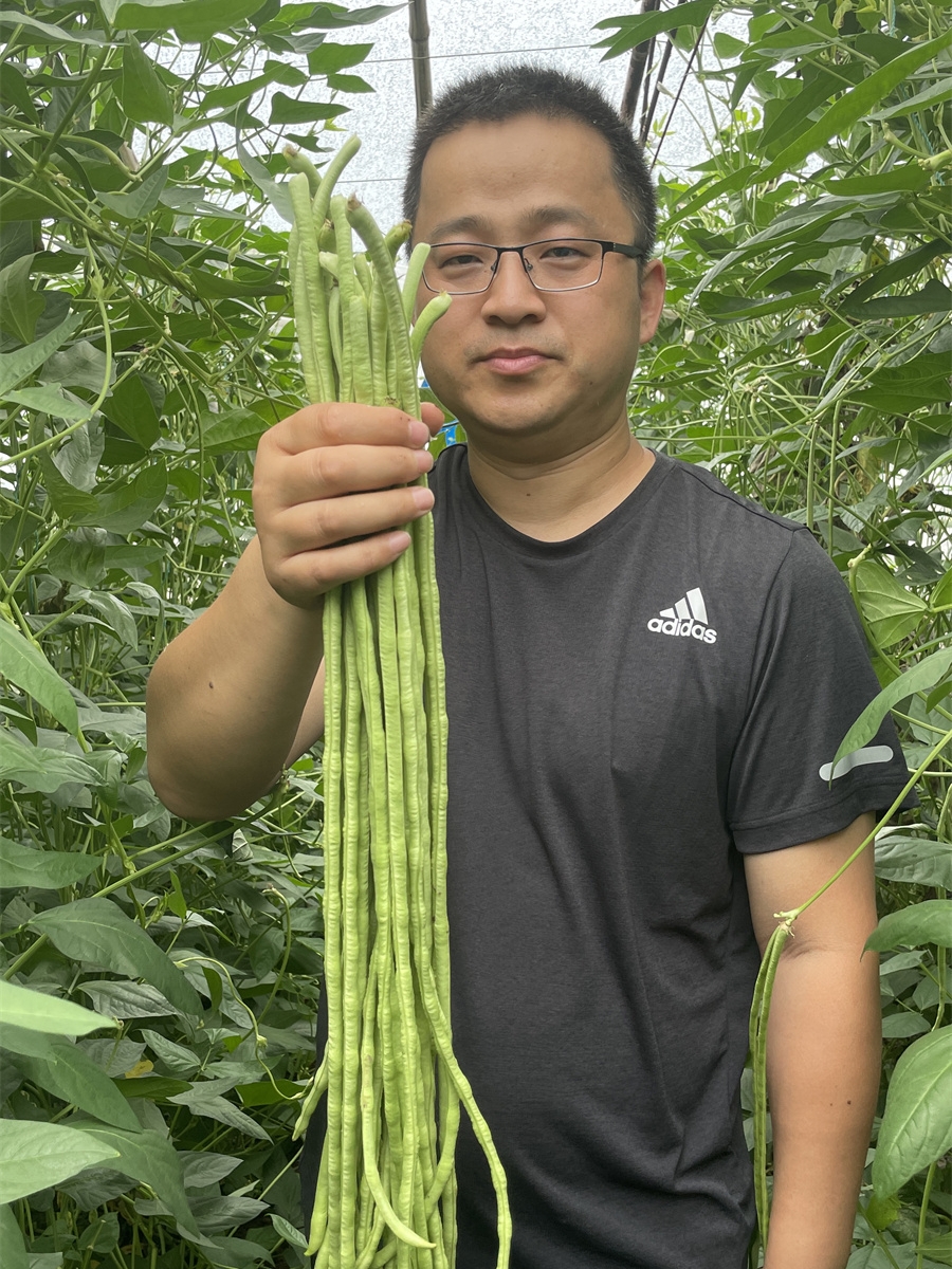 豇豆种子蔬菜种籽长四季豆芸豆春秋季豆角种籽大全孑蔬菜种苗豆种