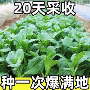 【20天采收】四季菜心四九甜菜心广东青菜籽盆栽蔬菜