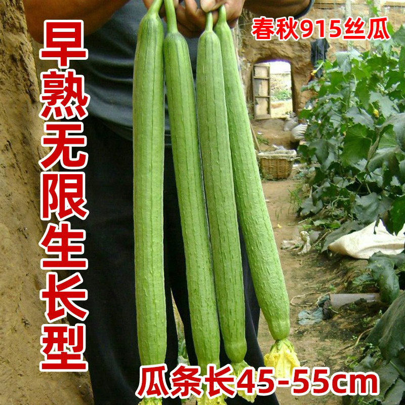 长丝瓜种子四季种植高产