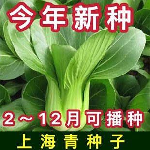四季正宗上海青菜种籽种小青菜种孑白菜蔬菜阳台种菜青菜菜种大全