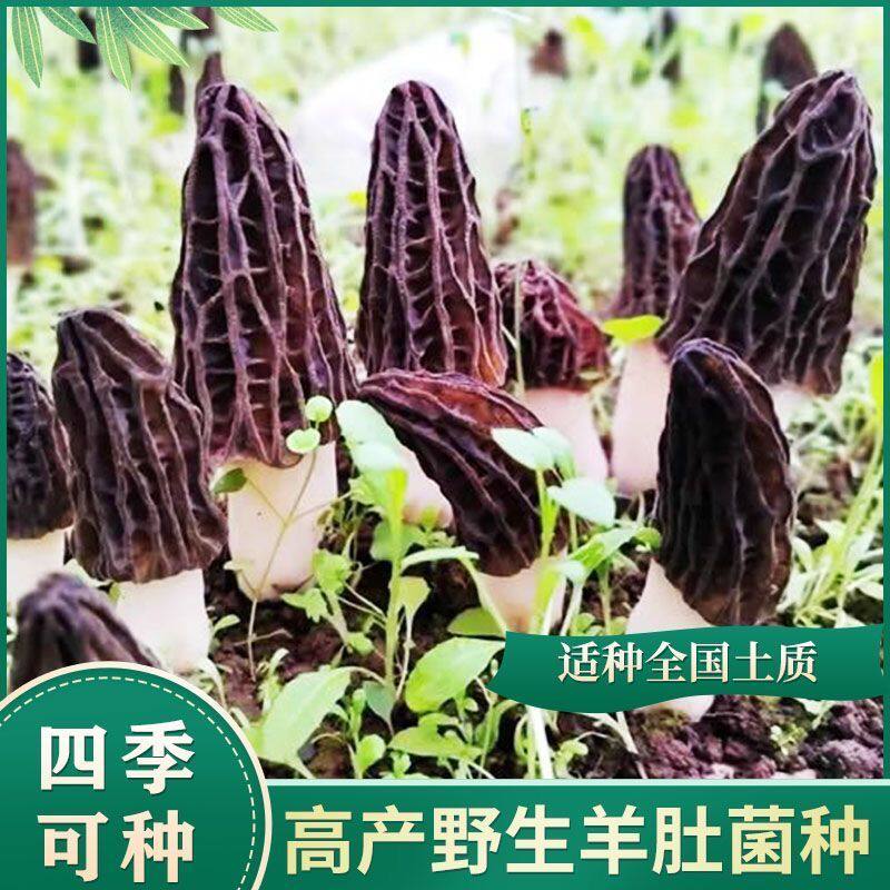 喷水就出菇不挑土壤四季种植