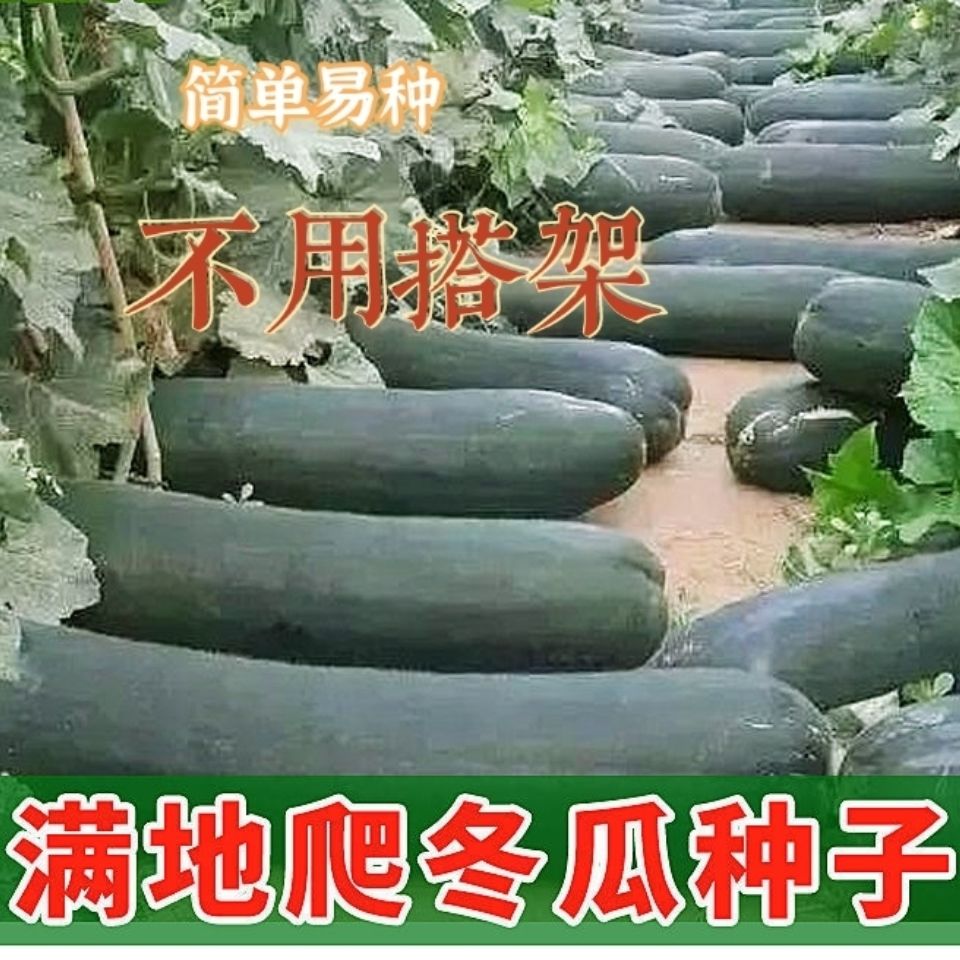 特大黑皮冬瓜高产蔬菜种子
