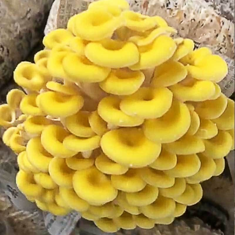 喷水就出菇不挑土壤四季种植